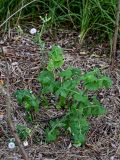 Sonchus oleraceus. Отцветшее и плодоносящее растение. Московская обл., окр. г. Железнодорожный, долина р. Чёрная, окраина ивняка. 26.08.2024.