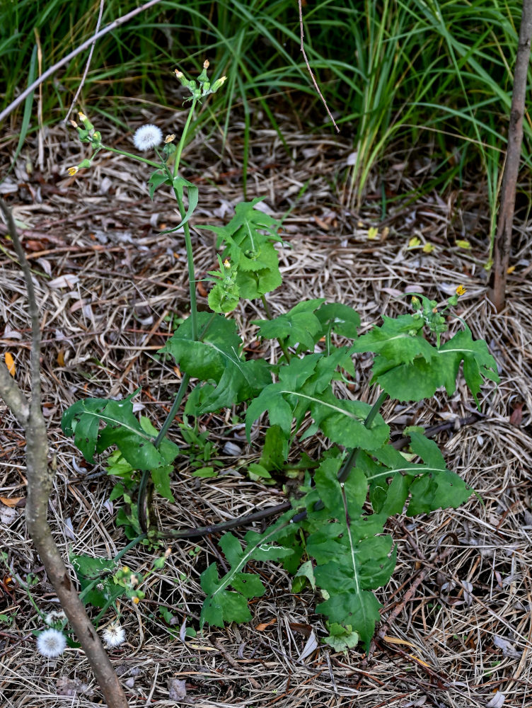 Image of Sonchus oleraceus specimen.