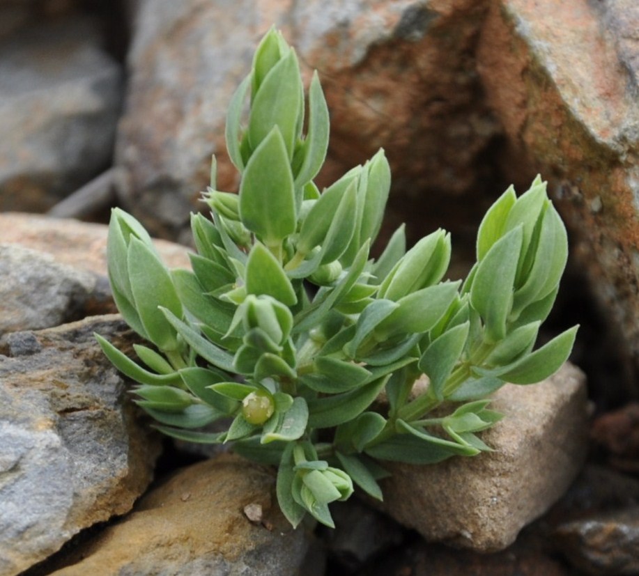 Изображение особи Asterolinon linum-stellatum.