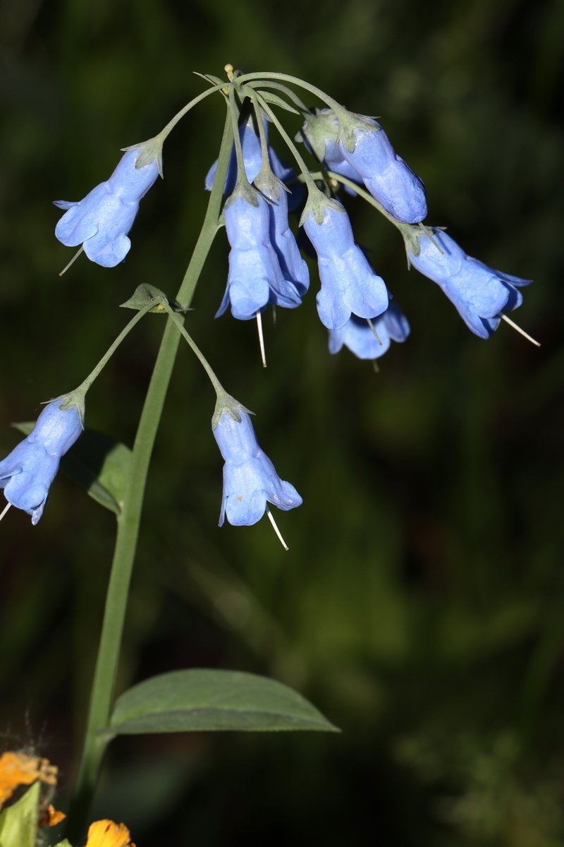 Image of Mertensia sibirica specimen.
