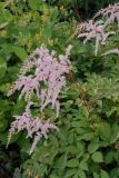 Astilbe thunbergii