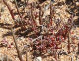 Suaeda prostrata