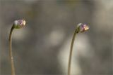 Pinguicula vulgaris. Незрелые плоды. Карелия, восточный берег оз. Топозеро, низкий каменистый заболоченный берег. 05.07.2024.