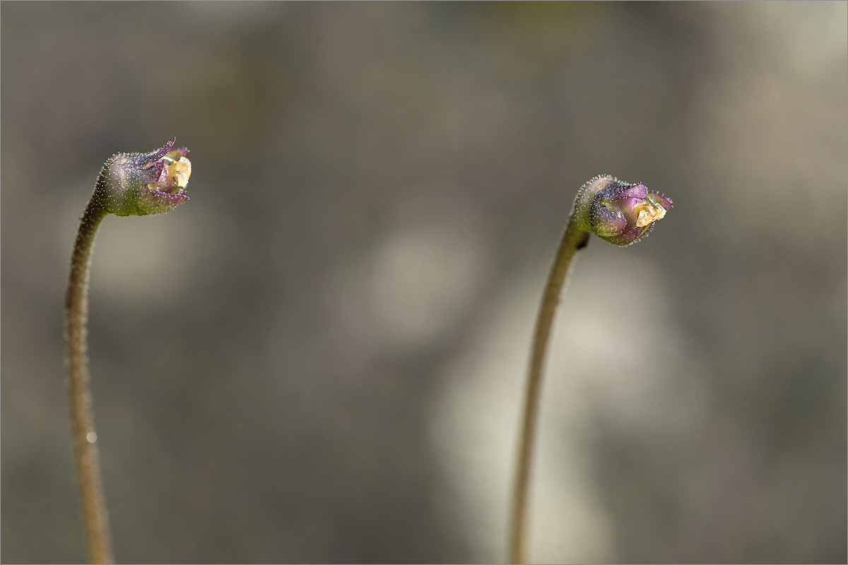 Image of Pinguicula vulgaris specimen.