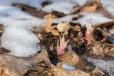 Petasites hybridus. Развивающийся побег. Санкт-Петербург, Старый Петергоф, парк \"Сергиевка\", суходольный луг. 23.03.2025.