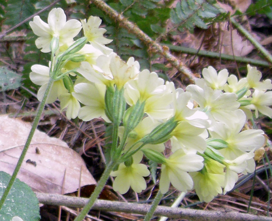 Изображение особи Primula elatior.