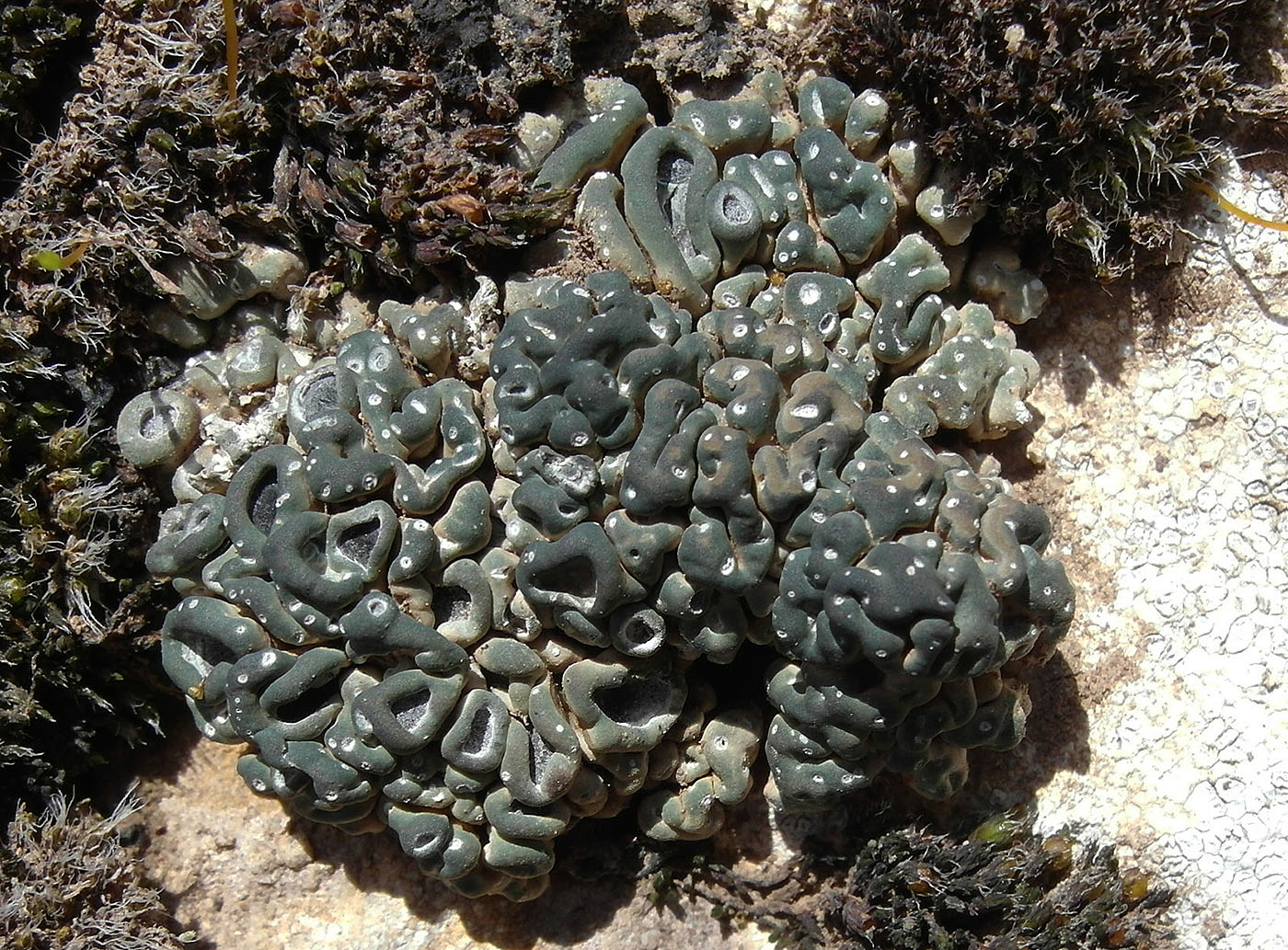 Изображение особи Circinaria elmorei.
