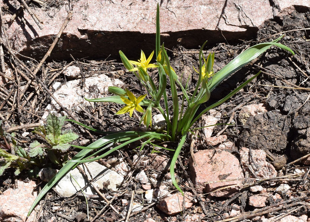 Image of Gagea vegeta specimen.