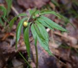 Anemone ranunculoides