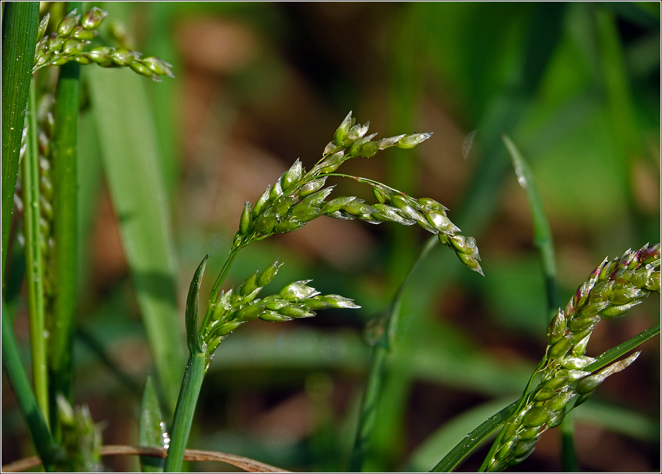 Image of Hierochloe odorata specimen.