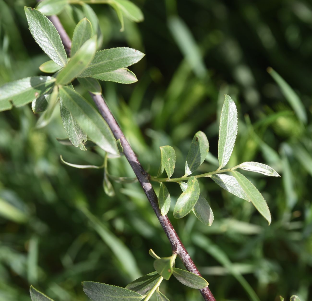 Image of genus Salix specimen.
