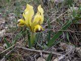 Iris pumila