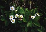 Fragaria moschata