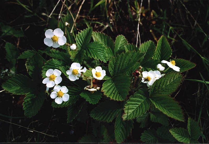 Изображение особи Fragaria moschata.