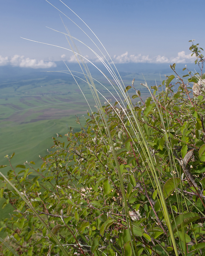 Image of Stipa pulcherrima specimen.