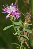 Centaurea iberica. Верхушка растения с соцветиями. Республика Абхазия, окр. г. Сухум, р. Гумиста. 26.08.2009.