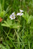 Stellaria holostea. Верхушка цветущего растения. Карелия, Лахденпохский р-н, окр. оз. Исо-Ийярви, опушка смешанного леса с преобладанием сосны (Pinus sylvestris), разнотравный луг. 13.06.2025.
