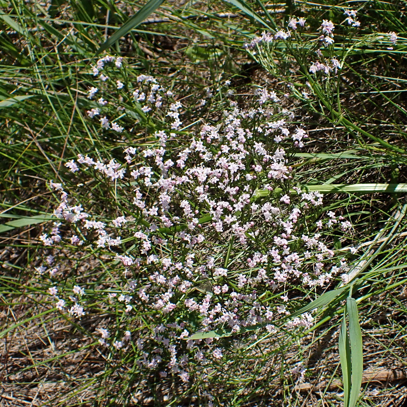 Image of Valeriana coreana specimen.