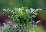 Coriandrum sativum. Верхушка развивающегося растения. Московская обл., Раменский р-н, окр. дер. Хрипань, садовый участок. 24.07.2025.