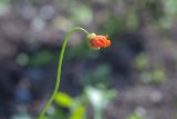 род Papaver. Верхушка побега с распускающимся цветком. Мурманск, Октябрьский р-н, на клумбе, в культуре. 24.06.2025.