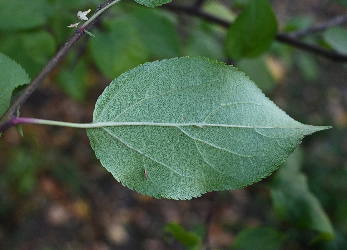 Image of genus Malus specimen.