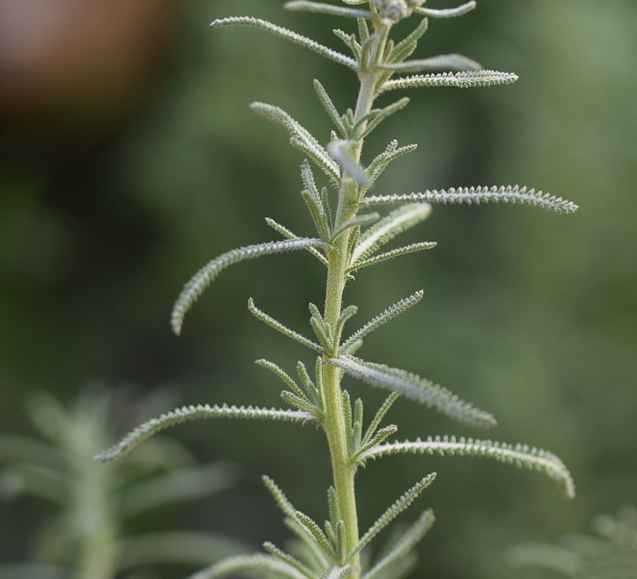 Image of Achillea wilhelmsii specimen.