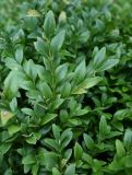 Buxus sempervirens. Веточки с листьями. Калининград, зоопарк, в озеленении. 31.07.2025.