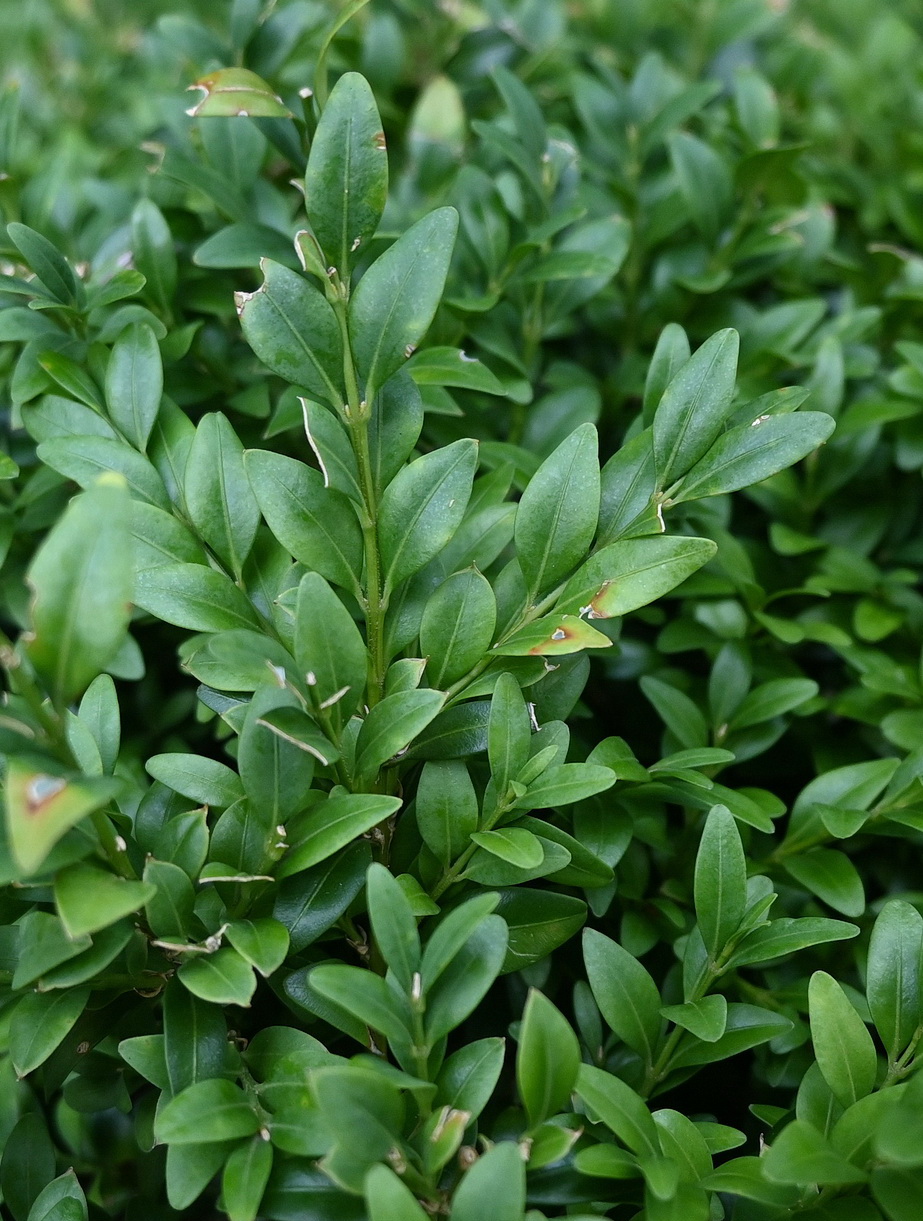 Изображение особи Buxus sempervirens.