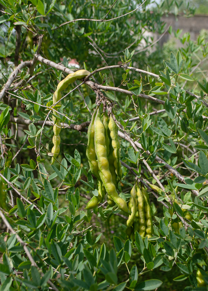 Изображение особи Anagyris foetida.