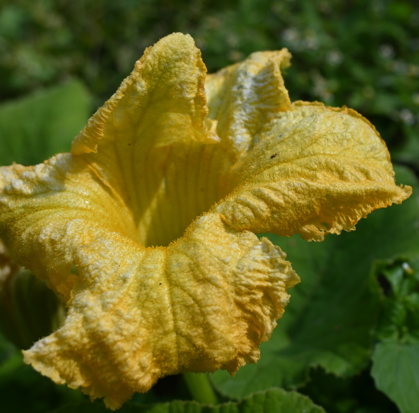 Изображение особи Cucurbita pepo.