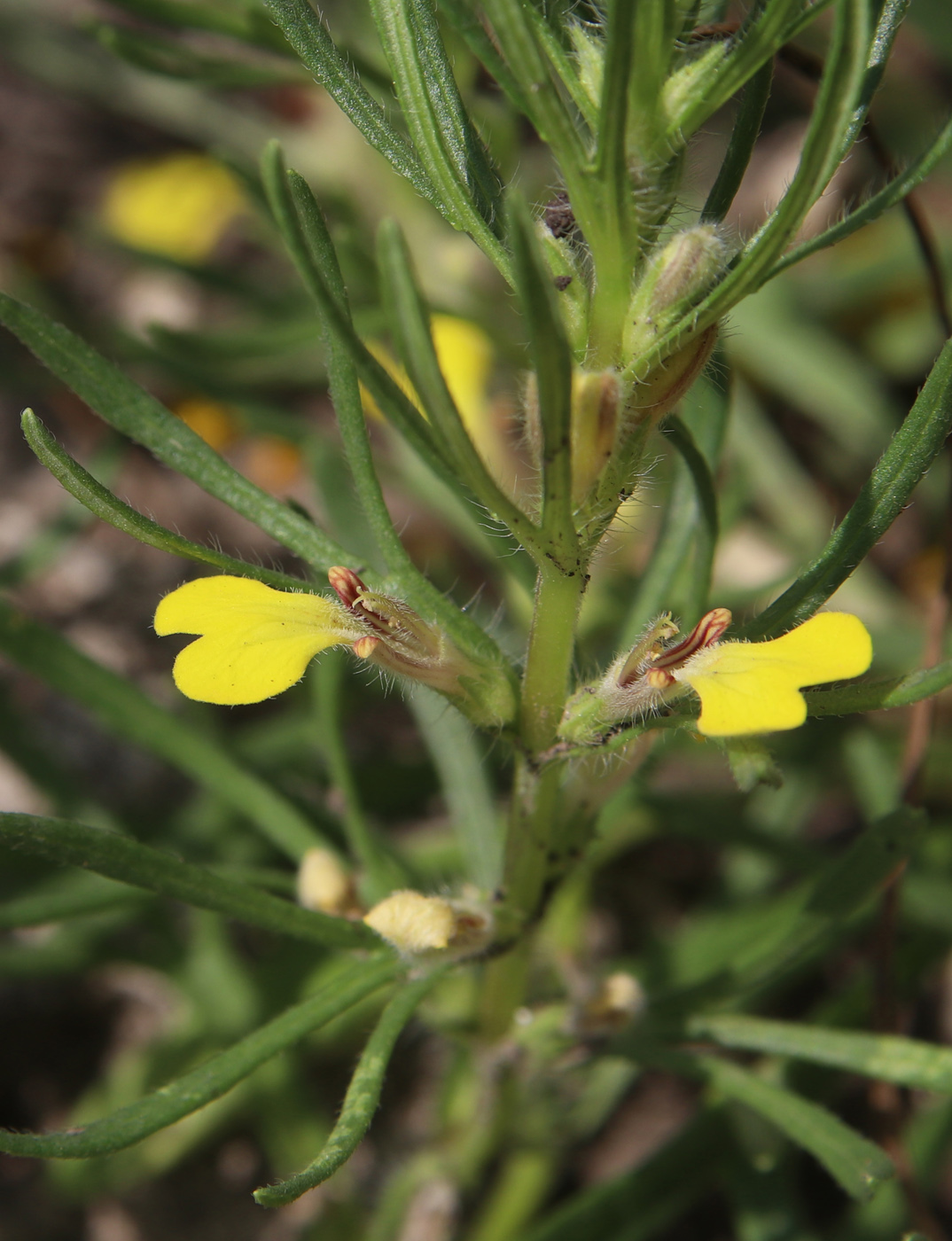 Изображение особи Ajuga chia.