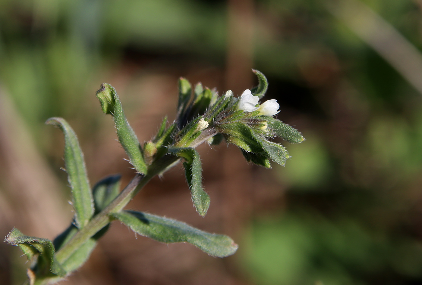 Image of Buglossoides arvensis specimen.