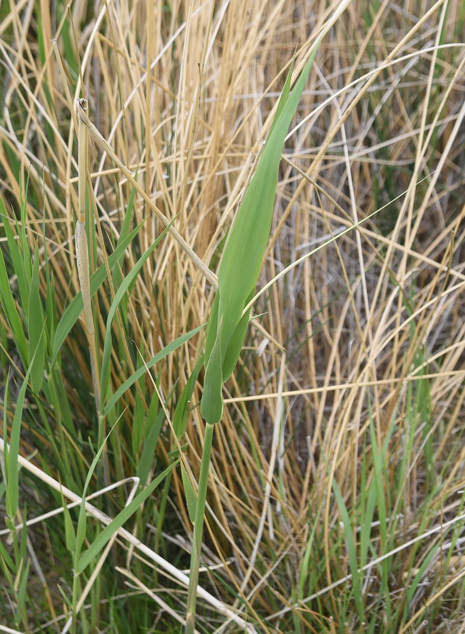 Image of familia Poaceae specimen.
