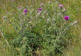 Cirsium laniflorum