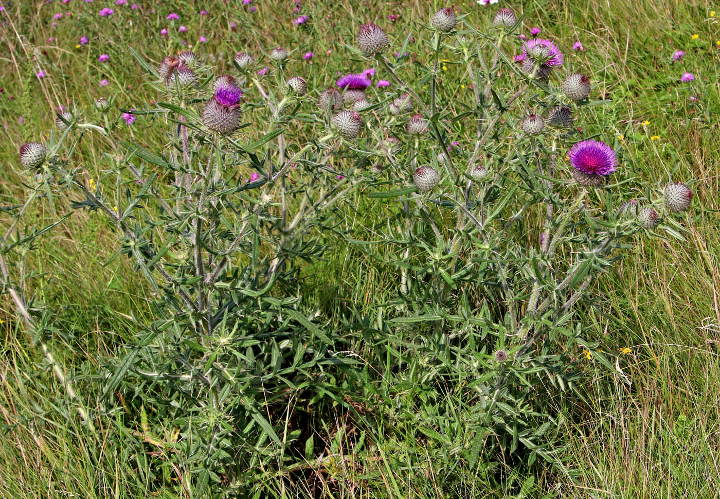 Image of Cirsium laniflorum specimen.