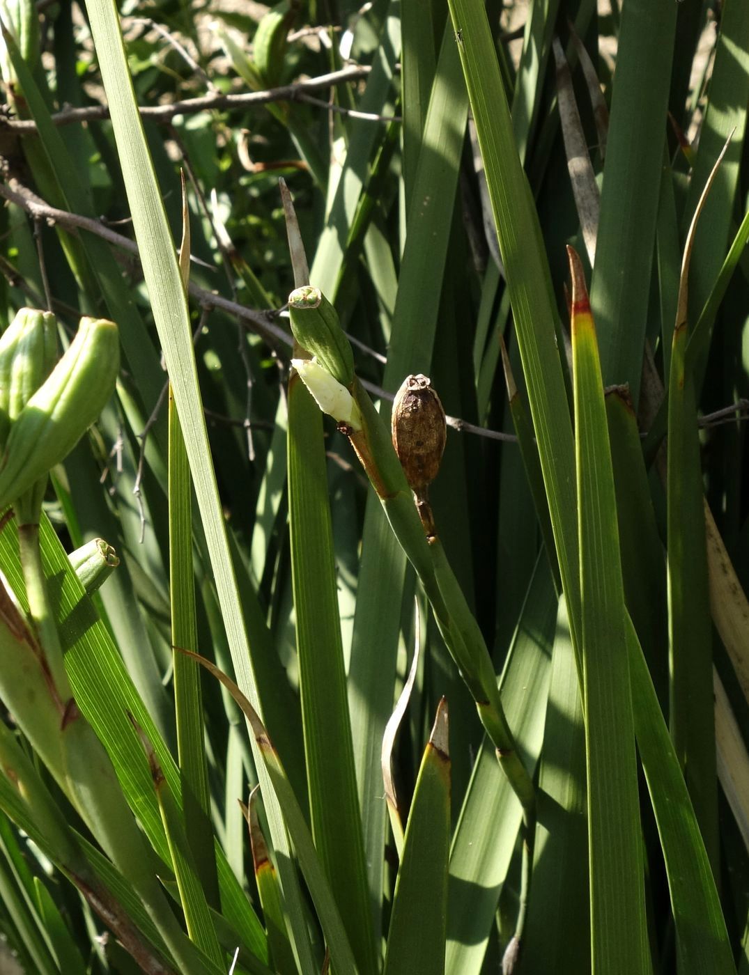 Image of Dietes grandiflora specimen.