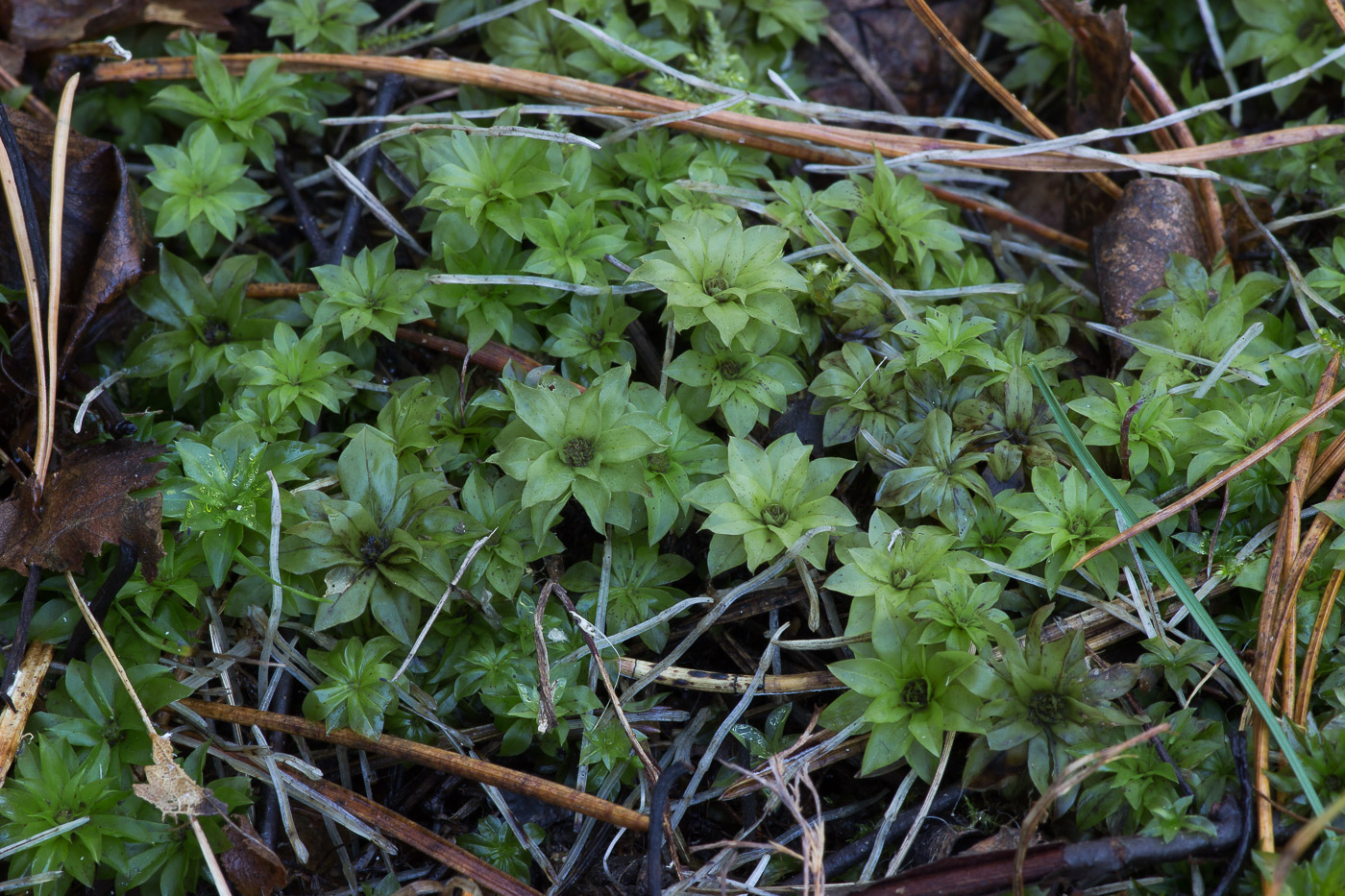 Image of Rhodobryum roseum specimen.