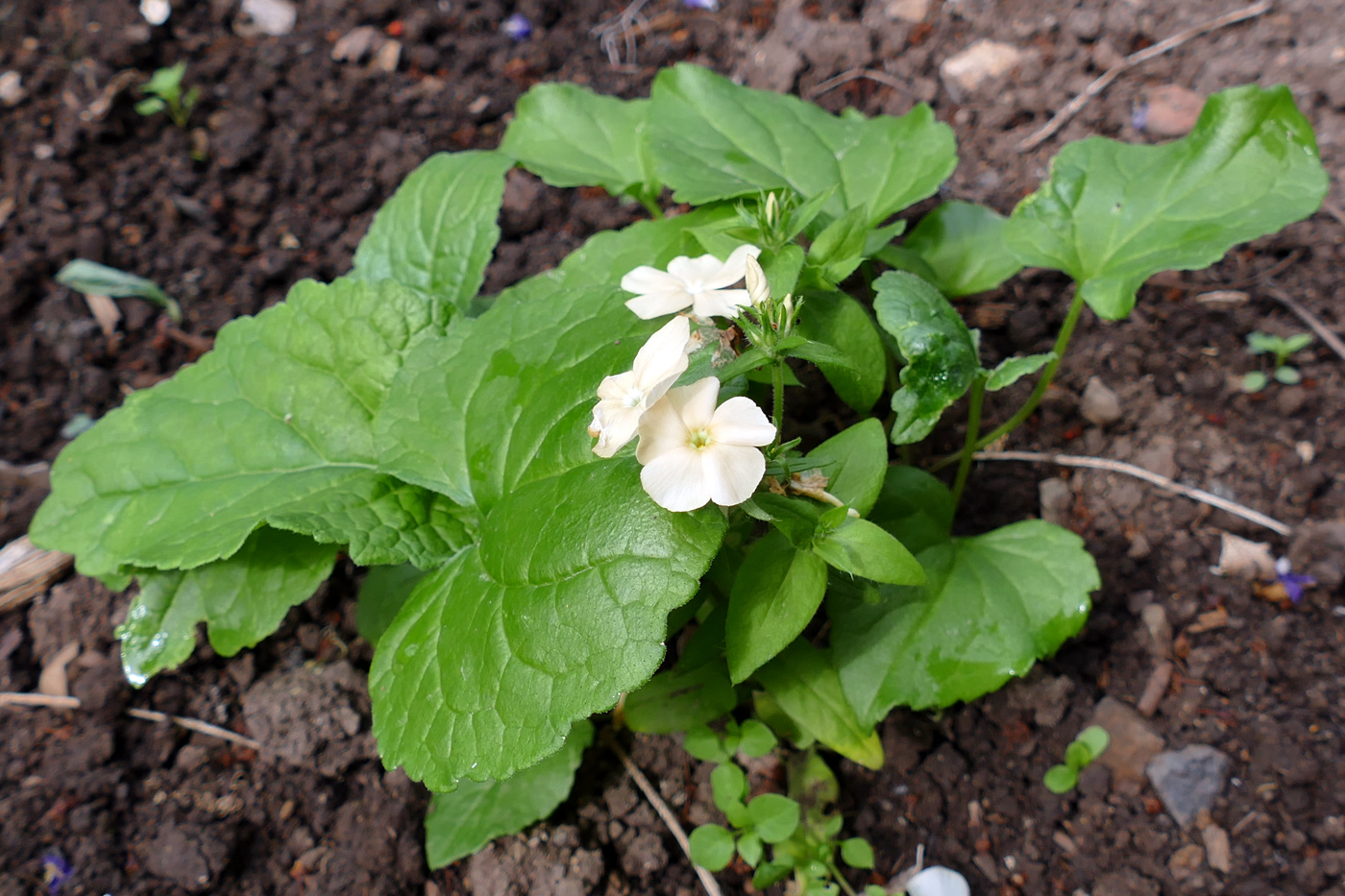 Изображение особи Phlox drummondii.
