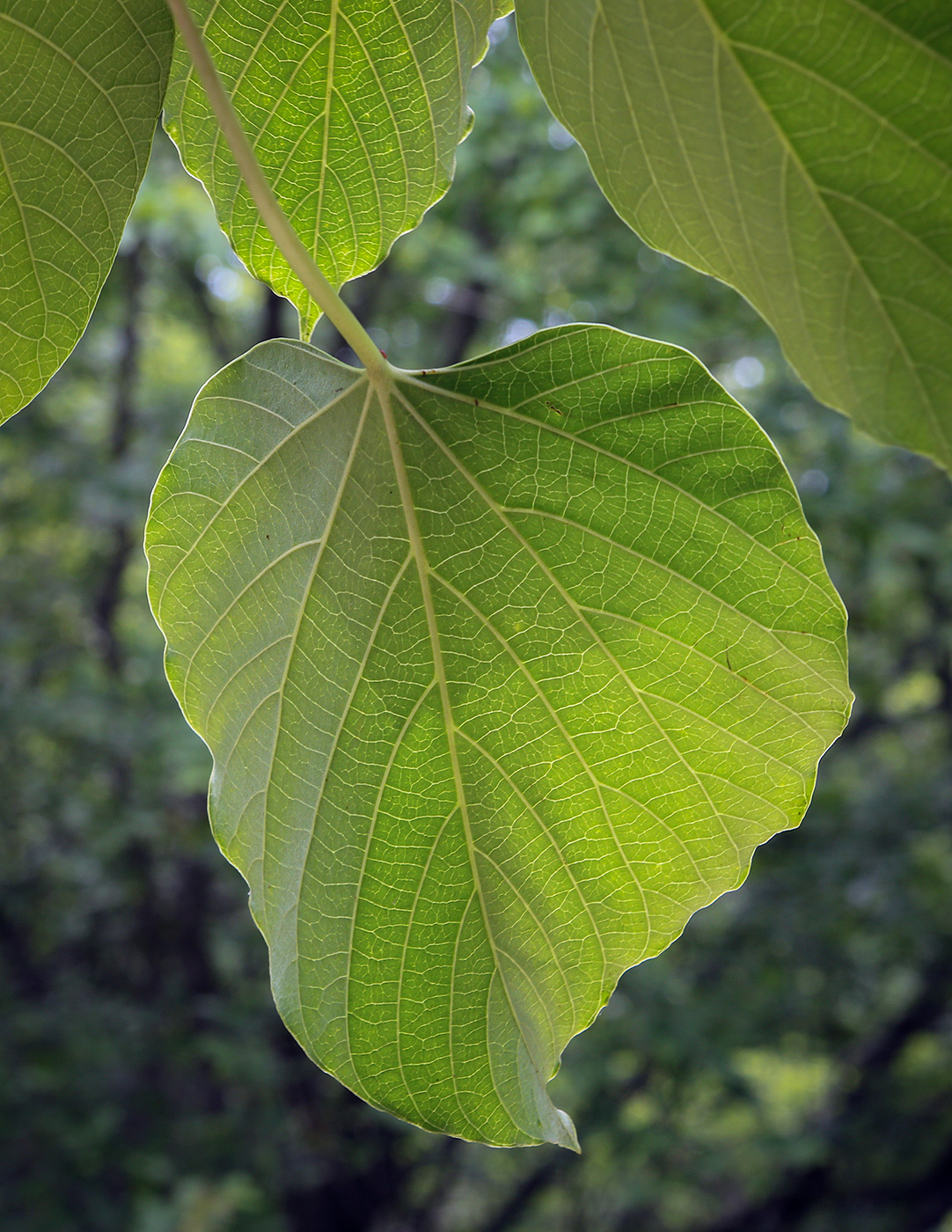 Изображение особи Vernicia fordii.