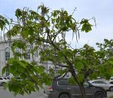 род Catalpa. Крона плодоносящего дерева. Дагестан, г. Махачкала, уличное озеленение. 06.05.2025.