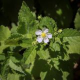 genus Potentilla