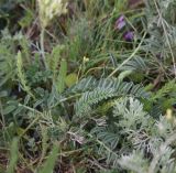 род Astragalus. Часть побега. Турция, ил Карс, г. Карс, крепость Керим-Паша, луг. 27 мая 2025 г.