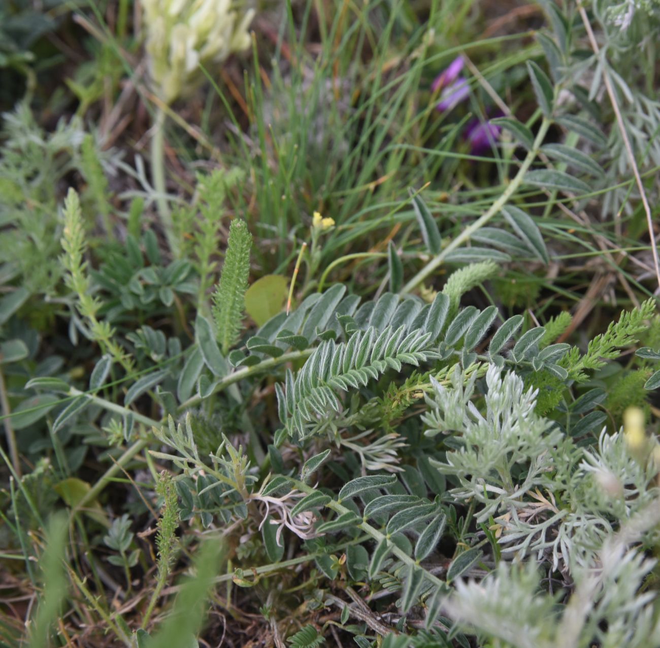 Изображение особи род Astragalus.