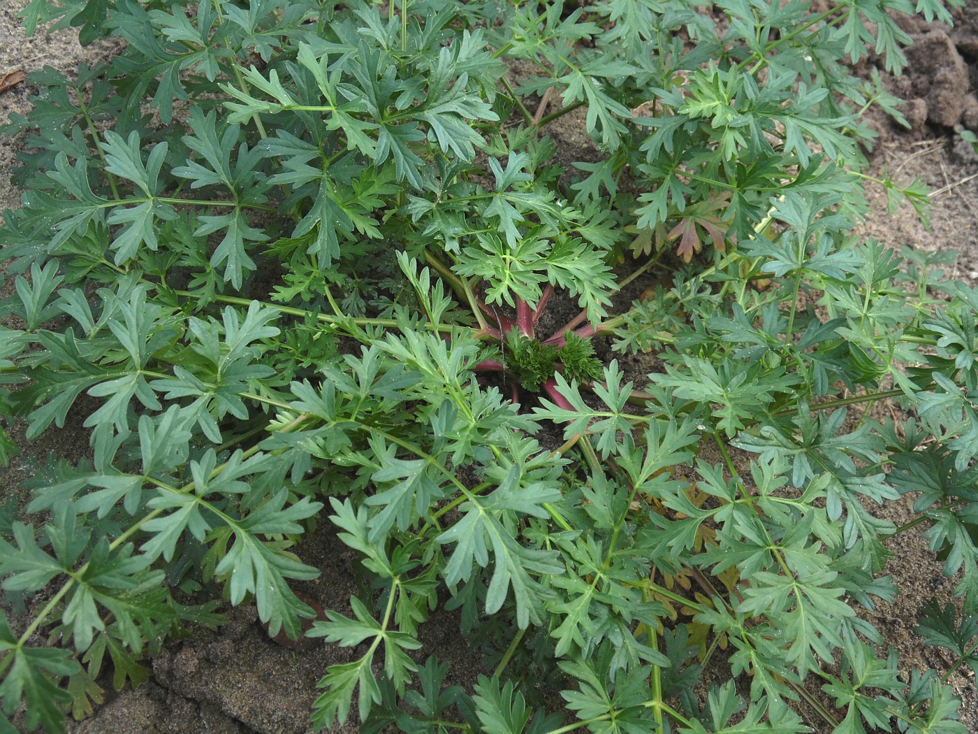 Image of Xanthoselinum alsaticum specimen.