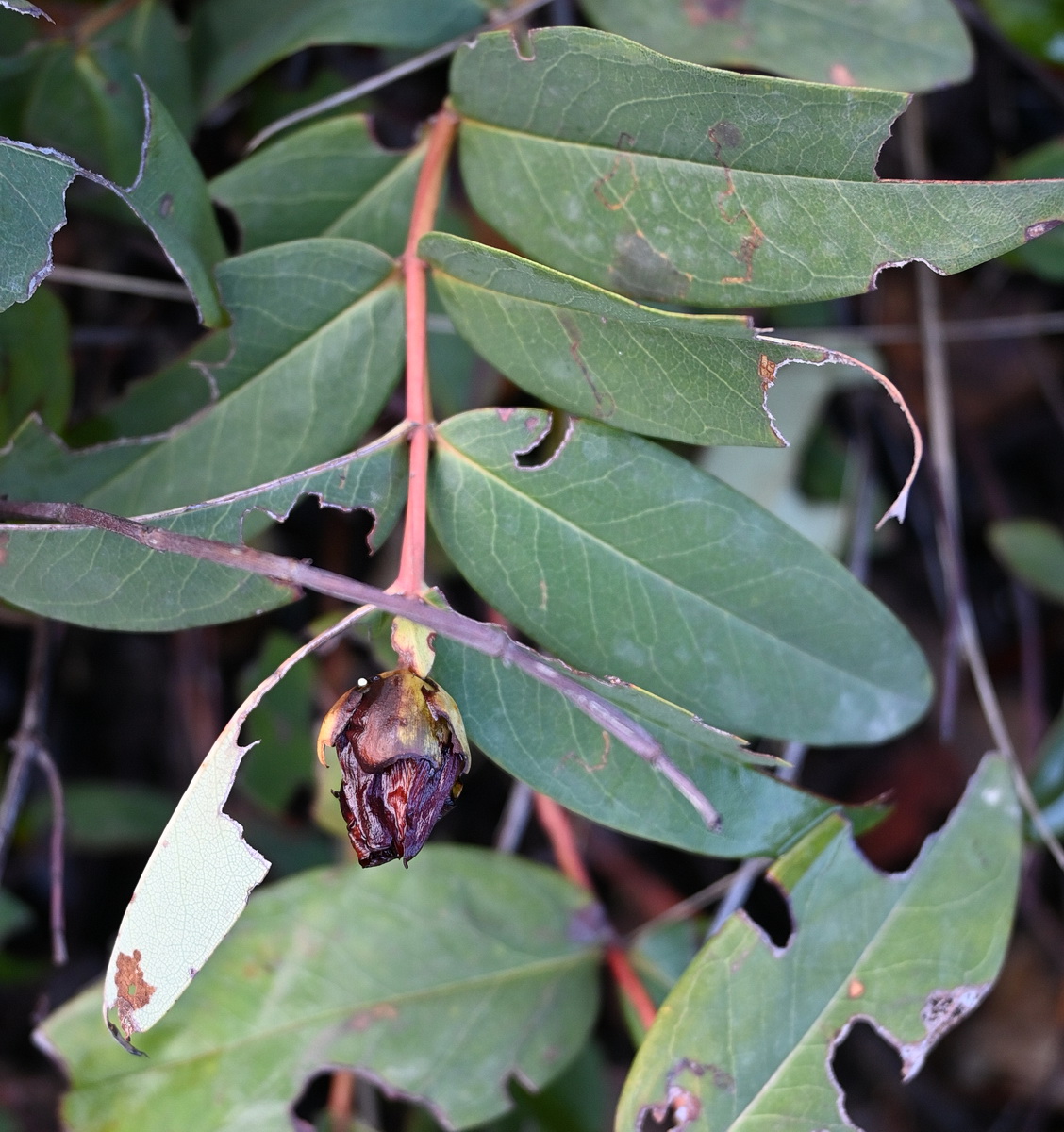 Изображение особи Hypericum calycinum.