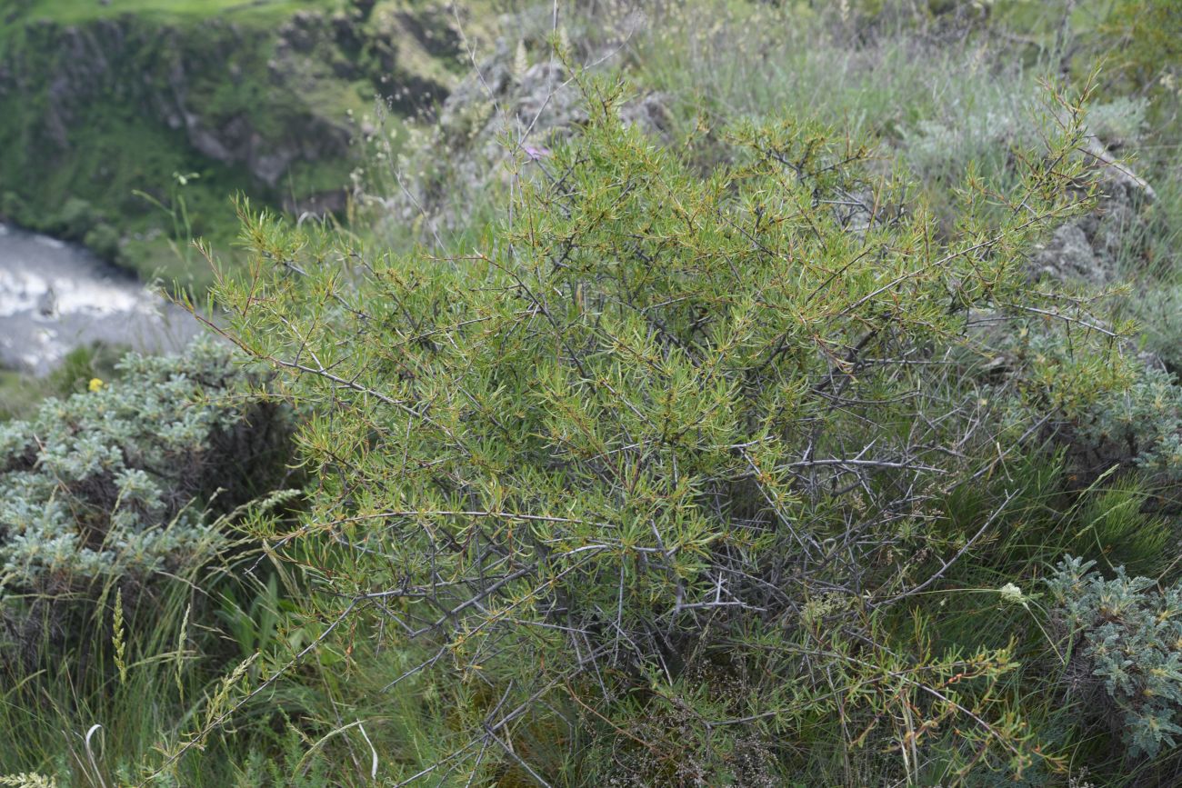 Изображение особи Rhamnus erythroxyloides.