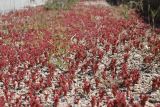 Sedum cespitosum. Цветущие и плодоносящие растения. Крым, Севастополь, Ласпи, обочина дороги. 29.04.2026.