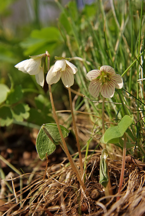 Изображение особи Oxalis obtriangulata.