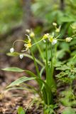 Allium paradoxum. Цветущие растения. Дагестан, Казбековский р-н, окр. с. Дубки, дубово-грабовый лес. 28.04.2026.