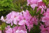 Rhododendron schlippenbachii. Ветви с цветками. Приморский край, Хасанский р-н, водораздел между бассейнами оз. Малое Мраморное и бухты Калевала, разреженные заросли кустарников с порослью Quercus mongolica. 17.05.2026.